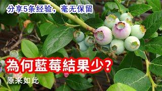 How to make your blueberries grow better?