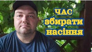 Правильно проводимо заготівлю насіння томатів.