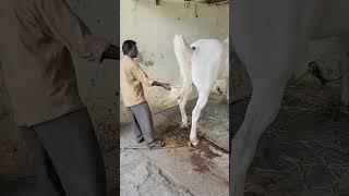 Rupal stud farm new add Nukri 66+ Mo9724588670Mo8849146447