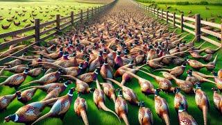 American Farmers Raise Millions Of Pheasants But Have To Deal With Them In This Way