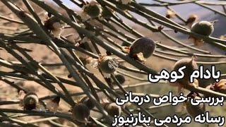 ️معرفی و بررسی خواص درمانی درخت بادام وحشی(جرگه) در طبیعت کوهستانی بنارویه؛