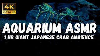 4k Aquarium asmr, Japanese Giant Spider Crab, Relaxation Underwater ASMR