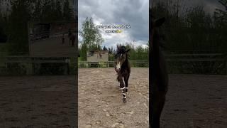 Er ist einfach so süß! #lusitano #training #hengst #buckskin