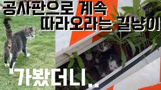 길냥이 따라간 공사판에서 구조한 새끼길냥이|자꾸 따라오라그래서 가봤더니 새끼낳았대요|새끼길냥이 감동스토리