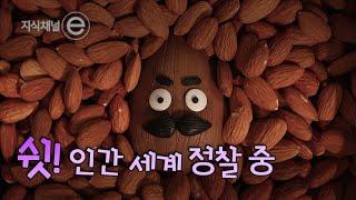 아몬드의 역습｜[지식채널e]