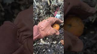 Food Preservation = Managing MICROBES  #gardening #permaculture #compost #foodpreservation #garden