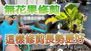 How to Prune Fig Trees