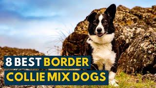 Border Collie Mix: Your Complete Guide To 8 Popular Collie Mix Dogs!