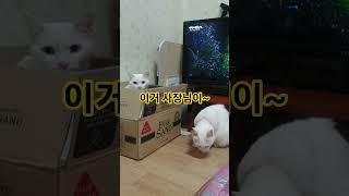 키우세요 #고양이 #강아지 #오일장 #귀여운고양이