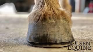 Satisfying!!! Easy to follow, Olsen Equine’s Barefoot Trim, a step by step guide to trimming a horse