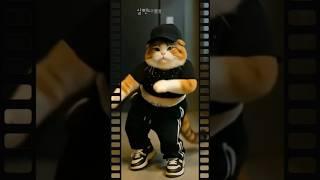 냥 다이어트 댄스#댕냥이 #고양이매력#고양이댄스#동물댄스 #CatDance #DancingCat #CuteCats #CatVideo #CatLovers #MeowMeow