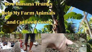 FROM WASTE TO FEED: THE MAGIC OF BANANA TRUNKS ON MY FARM