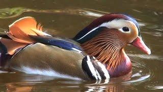 Castle Espie Wildfowl and Wetland Trust, Comber, County Down.