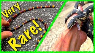 WOW! South Carolina CORAL SNAKE  vs Scarlet, Kingsnake Herping