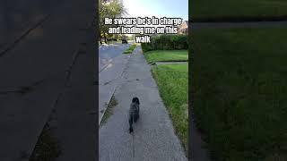 He swears he’s in charge and leading me on this walk #dog #doglover #pets #dogshorts #dogdad #dogs