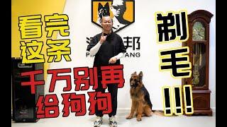 【养狗小白入门指南】预防狗狗中暑，真的要剃毛吗？