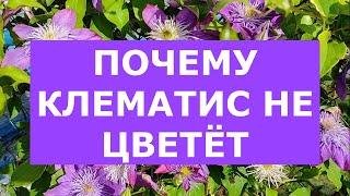 Клематисы для начинающих. Посадка и уход