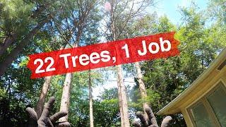 22 Trees, 1 Job -- Solo Tree Work