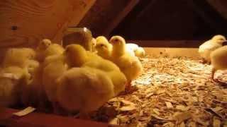 4-day old baby chicks in their new chicken coop