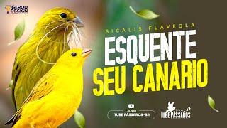 Esquente seu Canário da Terra e Canária com esse vídeo