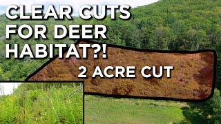 Can Clear Cutting Actually Create Deer Habitat?!