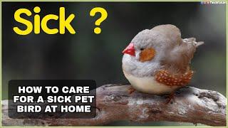 How to care for a sick bird at Home| Symptoms of a sick bird & What to do/How to treat a sick bird