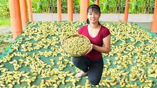 Harvesting A Lot Of Silkworm Goes To The Countryside Market Sell - Farm Life | Tiểu Vân Daily Life