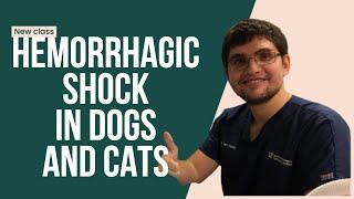 Pathophysiology of hemorrhagic shock in small animals (veterinary)