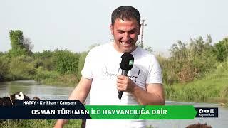 OSMAN TÜRKMAN İLE HAYVANCILIĞA DAİR - HATAY - KIRIKHAN - ÇAMSARI