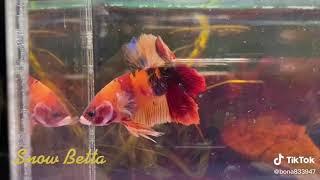 Betta Fish | So Beautiful Fish | Fish View | Colorful Fish Beautiful Betta Fish #