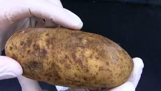 Potato Soft Rot observing disease symptoms