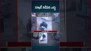 iSmart News : స్కూటీ నడిపిన ఎద్దు ! - TV9