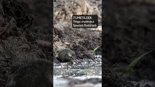 Tumetilder (Tringa erythropus; Spotted Redshank) - Eesti elurikkus