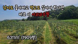 [매물번호 263번] 안정면에 있는  아리수 부사 심겨진 사과과수원 | 영주옥토부동산 054.631.6100