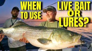 Striper Fishing Pros don’t want beginners to know this.  How to catch Striped Bass. Live bait Spoons