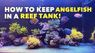 Keeping angelfish in a REEF TANK? No problem!