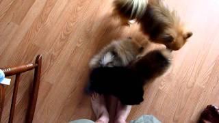 Cute video of pomeranian puppies licking my feet