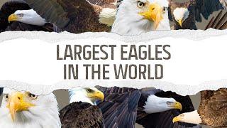 Top 10 Largest Eagles in the World