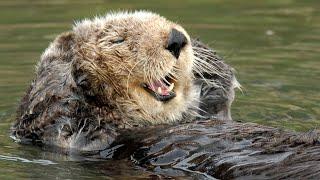 Live Sea Otter Cam - Monterey Bay Aquarium