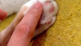 Relaxing Cat Paw Purr| Cute Cat Scottish Fold Waffles the Cat | Toe Bean |  ASMR