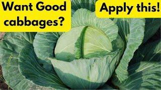 Best Fertilizer for Big Cabbages and How to Apply | Cabbage Farming