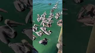 Pelicans in Florida