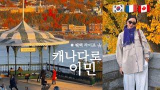 프랑스 남편과 이민 온 캐나다 4년차 ˚*₊ 퀘벡에서 영주권을 받다 ​ (퀘벡 단풍)