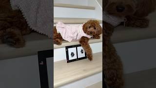 Amazon pet parent favorite!  #puppy #goldendoodle #petproducts #amazon #amazonpets #amazonfinds
