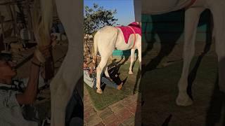 Rupal stud farm 63+Hight For sell Nukri mo.9724588670mo.6355700315 #rupalstudfarm