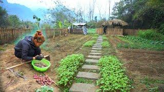 Planting taro, flowers around the fence - Journey to build a farm into a fairyland