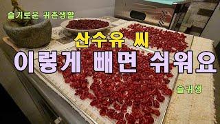 산수유 씨 빼기