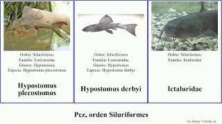 Pez, orden Siluriformes corydoras synodontis clarias noturus bagre fish niger jumbo elegans gato