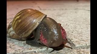 Giant snail devours lychee