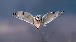 Beautiful Snowy Owl & Short Eared Owl Photography in New York  Sony A9 - A7SIII - A7RIV - Not the A1